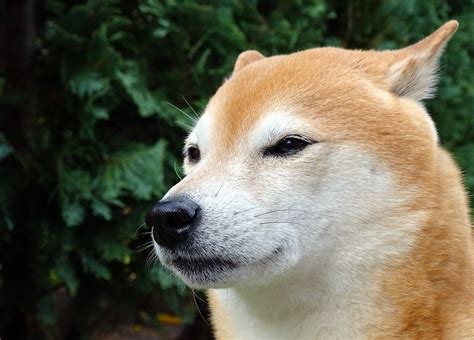 shiba inu photography|300+ Free Shiba Inu & Shiba Images